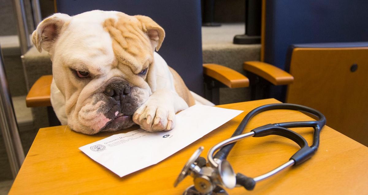 Jack the Bulldog at a desk with a letter and a stethoscope