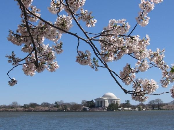 DC Blossoms, Jefferson Memorial, by Maki Sato, M12