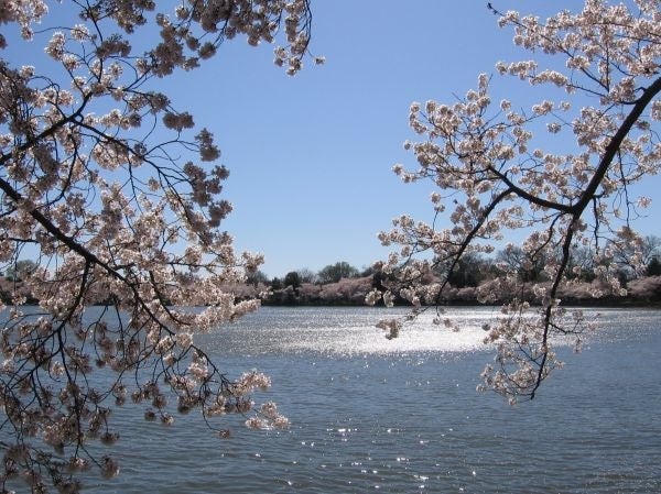 DC Blossoms, by Maki Sato, M12