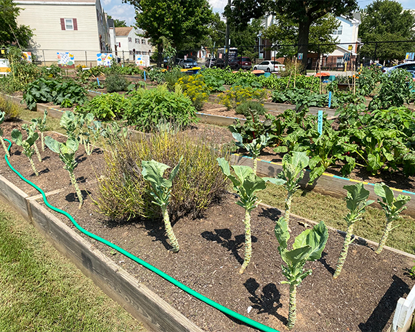 Raised bed gardens full of vegetable plants in an urban garden plot