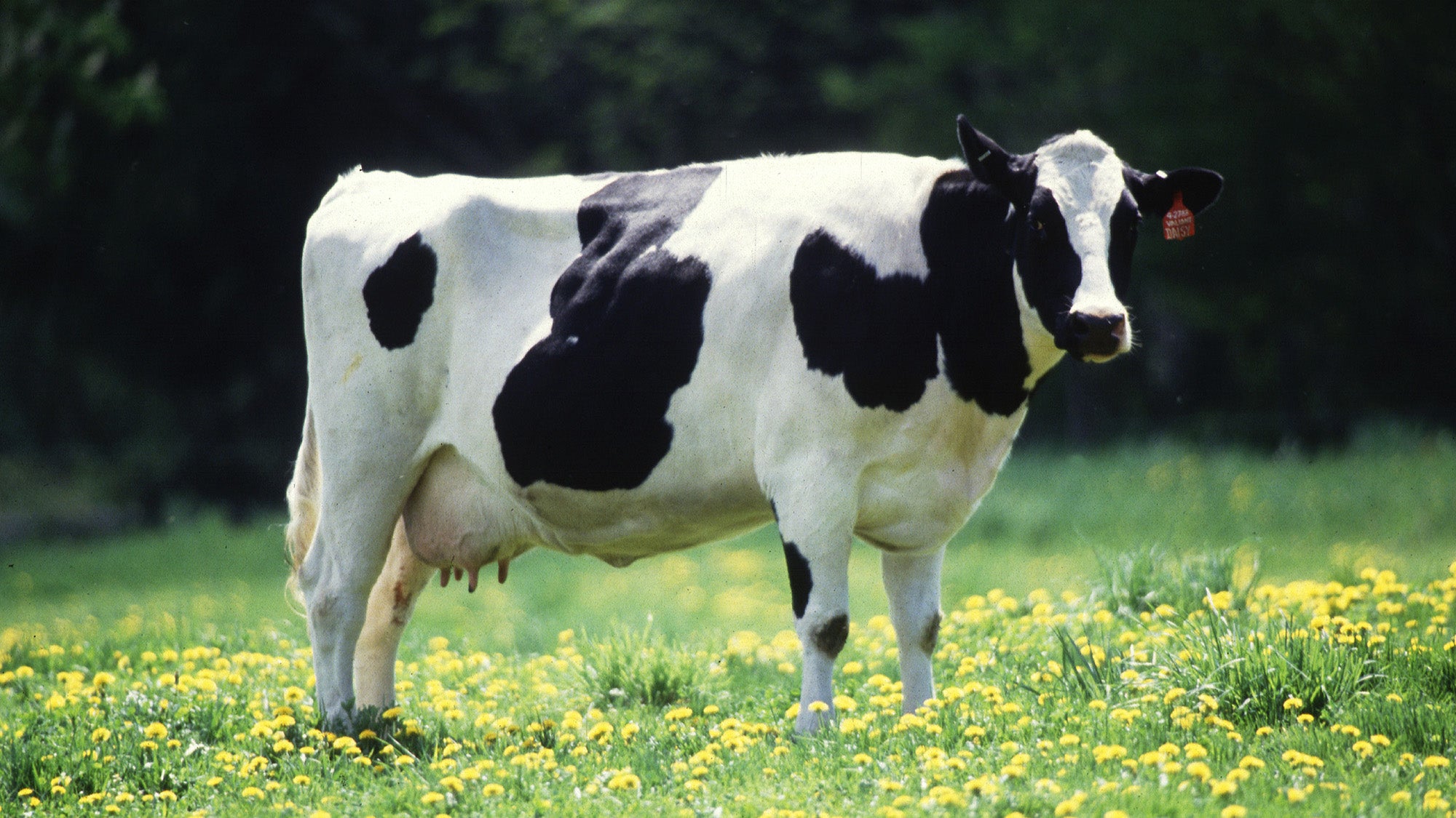 A dairy cow stands in a field