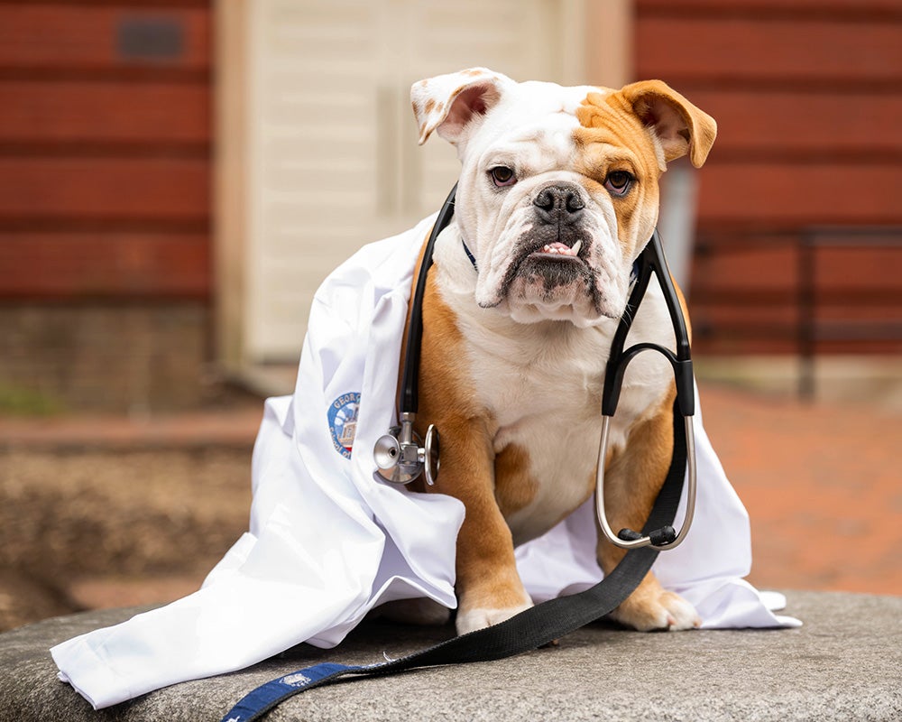 Jack the bulldog wears a white coat and a stethoscope around his neck, sitting outside looking adorable